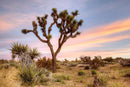 Joshua Tree Sunrise By Danita Delimont (Framed) - Blue