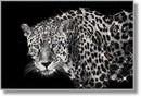 Glossy Framed Leopard With Rocks - Dark Gray
