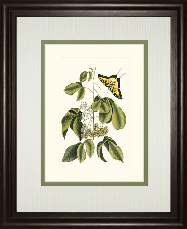 Papilio Antilochus By Marc Catesby - Framed Print Wall Art - Green
