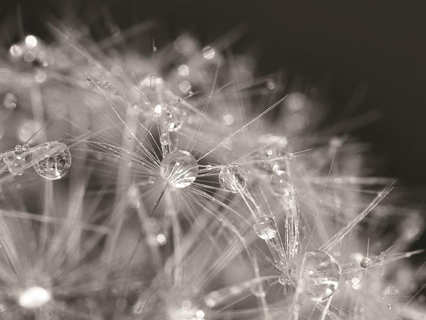 Droplet In Time I By Lori Deiter (Framed) - Dark Gray