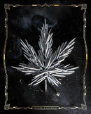 Carpe Cannabis By JG Studios (Framed) - Dark Gray