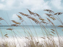Solitude Beach By Danita Delimont (Small) - Light Blue