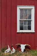 Skulls By Piddix (Small) - Dark Red