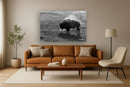 Tempered Glass - B&W Buffalo - Dark Gray