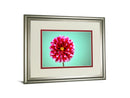 Zenia By Gail Peck - Framed Print Wall Art - Pink