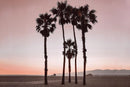 Santa Monica Pinks By Natalie Carpentieri - Pink
