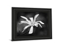 Magnolia Dreams I By Geyman Vitaly - Framed Print Wall Art - White