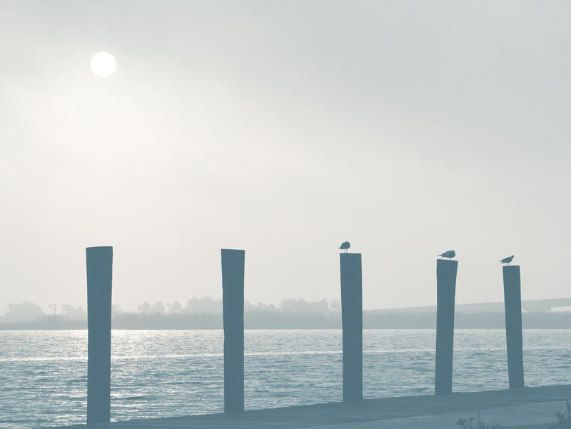 Pelicans By Gail Peck (Small) - Light Blue