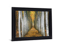 Golden Birch Passage - 28" x 34" Framed Wall Art