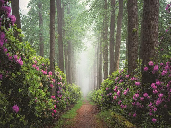 Pop Of Pink By Martin Podt Photography (Framed) - Green