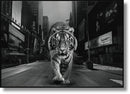 Glossy Painted Framed Canvas - Tiger Of The City - Dark Gray