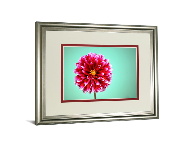 Zenia By Gail Peck - Framed Print Wall Art - Pink