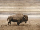 Rustic Bison By Amber Sterling (Small) - Light Brown