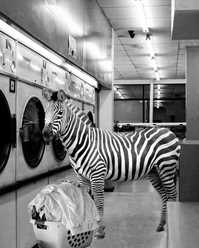 Safari Laundromat Zebra (Small) - Gray