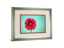 Zenia By Gail Peck - Framed Print Wall Art - Pink