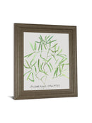 Asparogus Falcatus By Katrien Soeffers - Framed Print Wall Art - Green