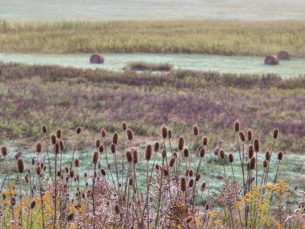 Roadside Beauty By Lori Deiter (Framed) - Purple