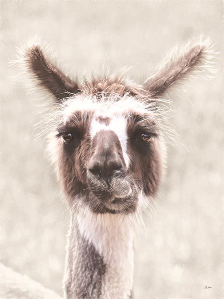 Quizzical Alpaca By Lori Deiter (Framed) - Pearl Silver