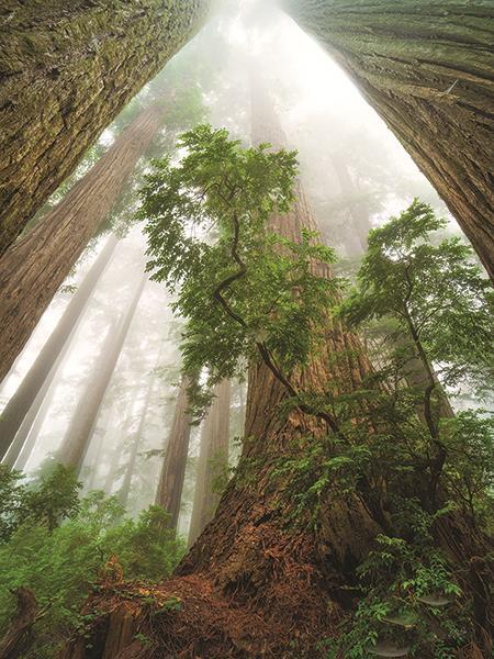 Cathedral Of Nature By Martin Podt Photography (Framed) - Green