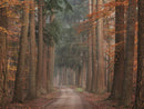Autumn Pathway By Martin Podt Photography (Framed) - Dark Brown