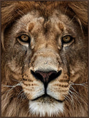 Majestic Gaze - 36" x 48" Framed Wall Art