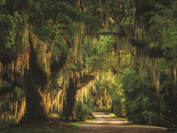 Moss Draped Path By Martin Podt Photography (Framed Small) - Dark Green