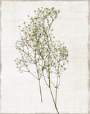 Small - Farmhouse Pressed Flower I By Natalie Carpentieri - White
